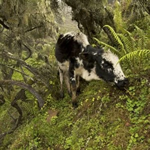 Cow grazing in the Harenna forest - Ethiopia
