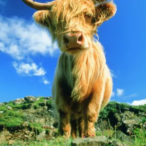 Cow - Highland Cattle