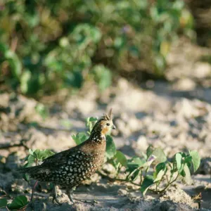 New World Quail (Birds, Animals) Collection available as Framed Prints