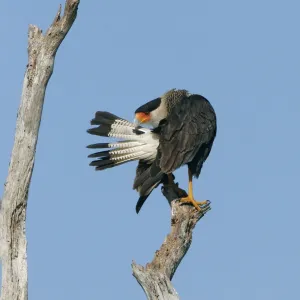 Crested Caracara - preening central Florida