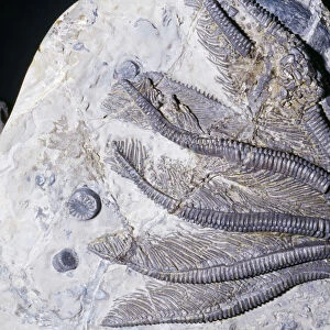 Crinoid Fossil - "Sea Lilies" Triassic period 240 m. y. a. Northern Germany