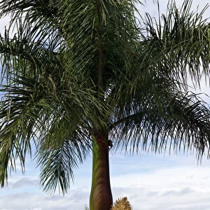 Cuban Royal Palm Tree - first flowering for ten years - Botanical gardens surrounding hotel - Tenerife - February