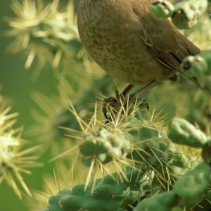 Mockingbirds And Thrashers Collection: Curve Billed Thrasher