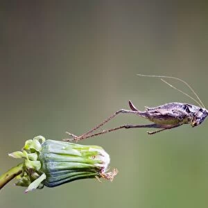 Dark bush cricket - female jumping Bedfordshire UK 005237