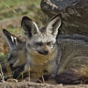 Bat-eared Fox