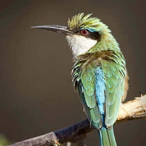 Bee Eaters Collection: Somali Bee Eater