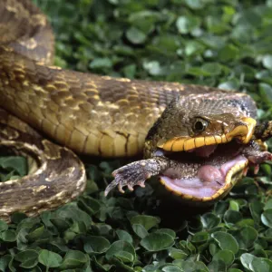 Snakes Mounted Art Print Collection: Eastern Hognose Snake