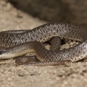 Snakes Collection: African Beaked Snake