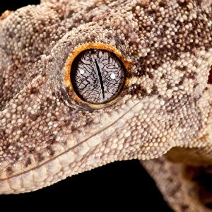 Lizards Collection: Gargoyle Gecko
