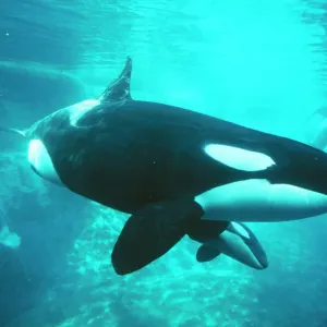Killer Whale Print: Underwater Image of an Orca Killer Whale Print: Underwater Image of an Orca