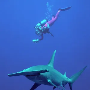 Great Hammerhead Shark Print Great Hammerhead Shark Print