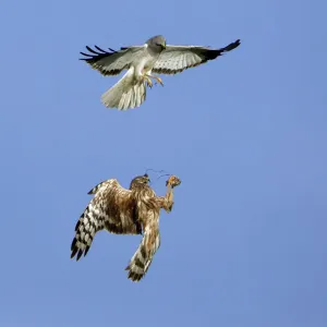 Hen Harrier Print - Male Bird Passing Prey to Female in Flight Hen Harrier Print - Male Bird Passing Prey to Female in Flight