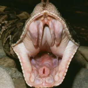 Gaboon Viper Print - Close-up of Open Mouth Gaboon Viper Print - Close-up of Open Mouth