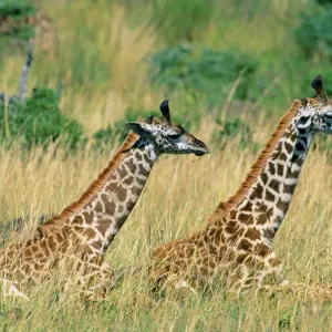 Print of Two Masai Giraffes Sitting in Long Grass Print of Two Masai Giraffes Sitting in Long Grass