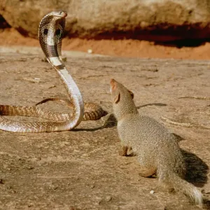 Indian Mongoose Attacking Cobra Print Indian Mongoose Attacking Cobra Print