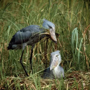 Shoebill Stork Print - Balaeniceps rex Pair at Nest Shoebill Stork Print - Balaeniceps rex Pair at Nest