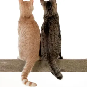 Ginger and Tabby Cat Print Ginger and Tabby Cat Print