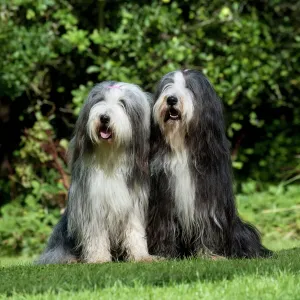 Bearded Collie Print - Garden Scene Bearded Collie Print - Garden Scene