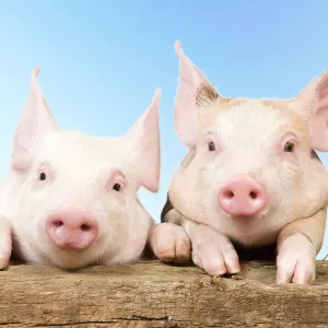 Pig Print with Piglets Looking Over a Fence Pig Print with Piglets Looking Over a Fence