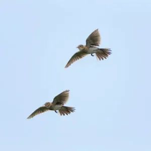 Print of Two Skylarks in Flight Singing Print of Two Skylarks in Flight Singing