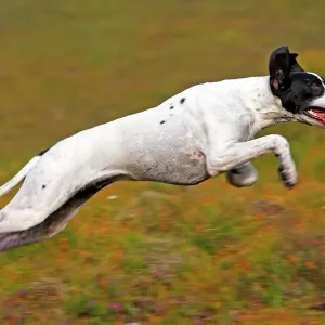 English Pointer Print - Running Dog English Pointer Print - Running Dog