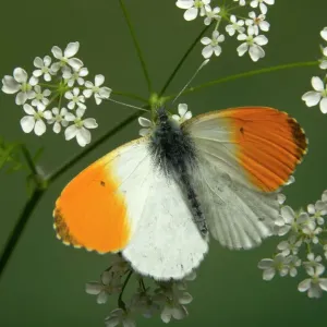 Print of Orange Tip Butterfly (Anthocharis cardamines) in Ardea Print of Orange Tip Butterfly (Anthocharis cardamines) in Ardea