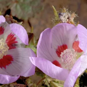 Desert five-spot - in flower