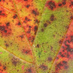 Dewberry Leaf in autumn