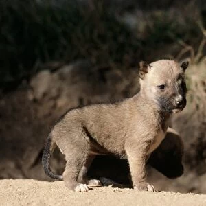 Dingo - 3 week old pups outside den. South Eastern Ausralia
