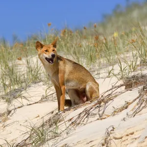 Dingo - female adult resting on a sand dune - Fraser Island World Heritage Area, Great Sandy National Park, Queensland, Australia