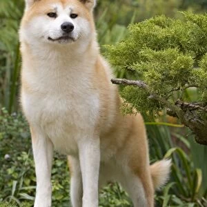 Dog - Akita / Akita Inu. Also known as Japanese Akita