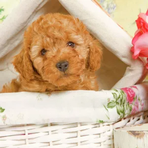 Dog - Apricot Poodle in basket with flowers