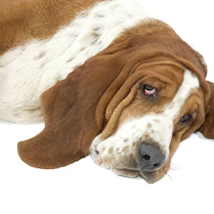 Dog - Basset Hound lying down