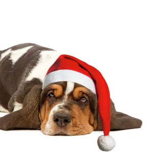 Dog - Basset Hound - lying in studio wearing Christmas hat Digital Manipulation: Christmas hat (SU)