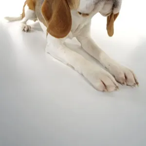 Dog - Beagle - lying down