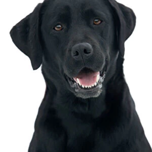 Dog - Black Labrador in studio