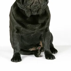 DOG. Black pug