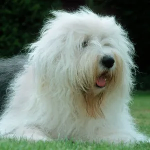 Old English Sheepdog