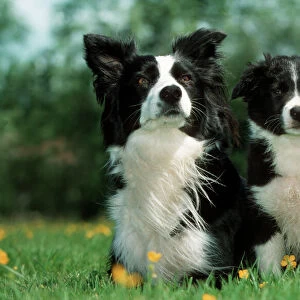 Pastoral Collection: Border Collie