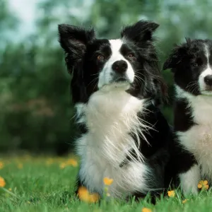 Pastoral Collection: Border Collie