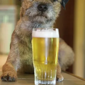 Terrier Related Images