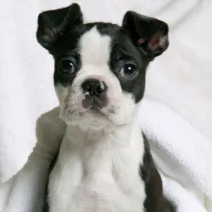 Dog - Boston Terrier