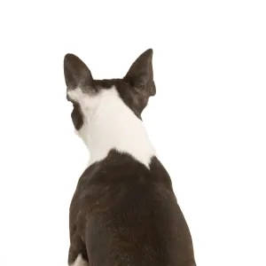 Dog - Boston Terrier - back view