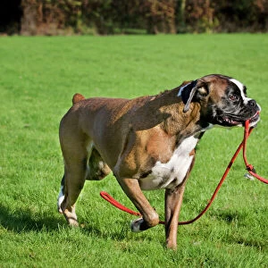 Dog - Boxer playing with leash