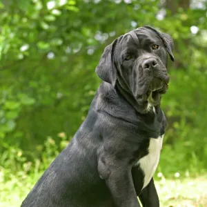 Working Jigsaw Puzzle Collection: Mastiff