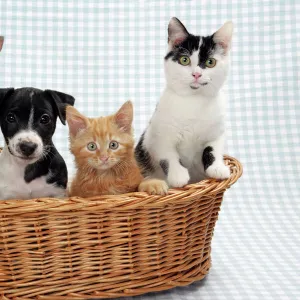 Dog and Cats - Three kittens and a puppy sitting in basket