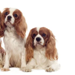 Dog - Cavalier King Charles Spaniel