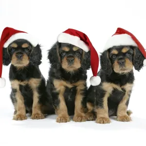 Dog - Cavalier King Charles Spaniel puppies 6/7 weeks old. Wearing Christmas hats