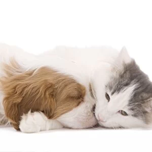 Dog - Cavalier King Charles Spaniel puppy sleeping in studio with kitten