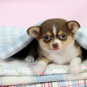 DOG. Chihuahua puppy laying under a piece of cloth